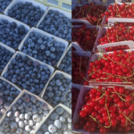 fruit-julie