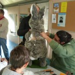 Atelier RéCré MDL 26.09.2015 réparation lapin articulé