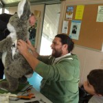 Atelier RéCré MDL 26.09.2015 réparation lapin articulé bis