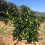 PLANTATION ORANGERS 2 MARS2015 VU EN 09 2017