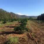 PLANTATION ORANGERS 3 MARS2015 ET 2016 VU EN 09 2017